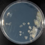 Azotobacter-01