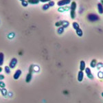 Azotobacter-02