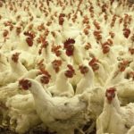 poultry-farm-1544654_640